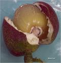 Pometia pinnata
